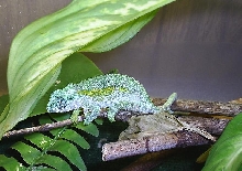 male C. rudis sternfeldi