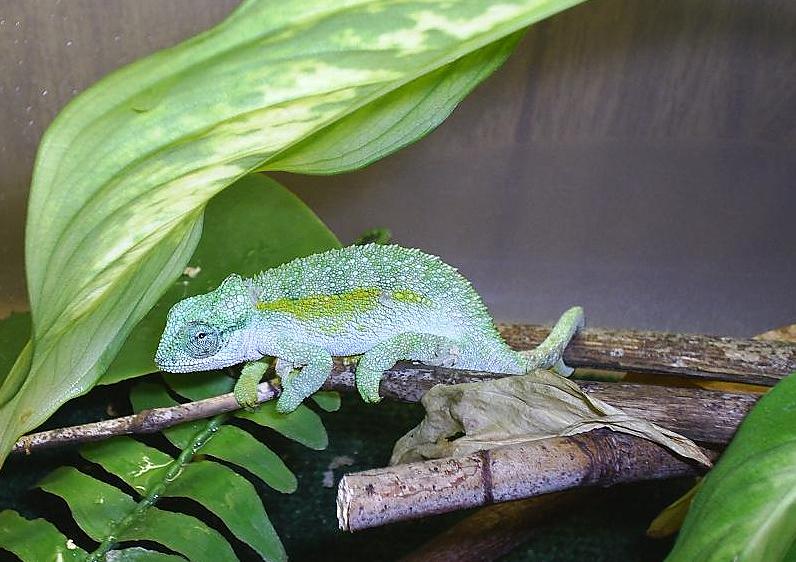 male C. rudis sternfeldi