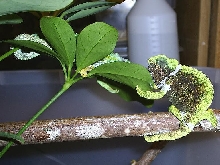 Gravid female sternfeldi
