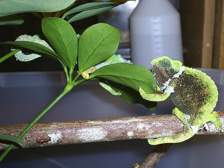 Gravid female sternfeldi