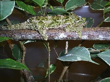Female werners