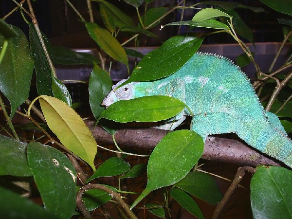 blue bar ambanja