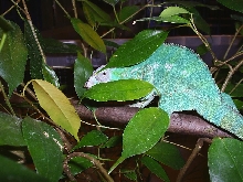 blue bar ambanja