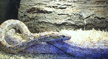 Adult male ghost cornsnake