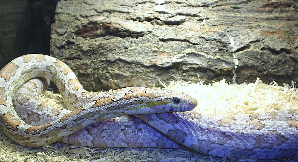 Adult male ghost cornsnake