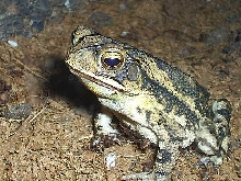 Gulf coast toad male