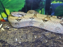 Pastel  columbian boa
