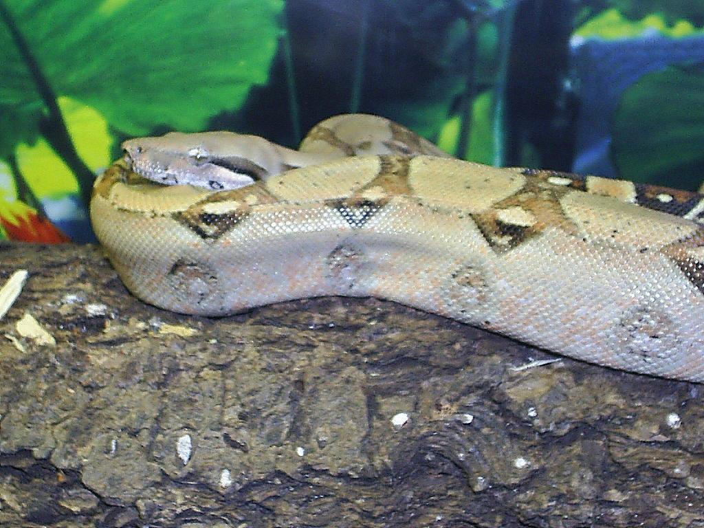 Pastel  columbian boa