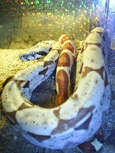 Hypo salmon x arab.