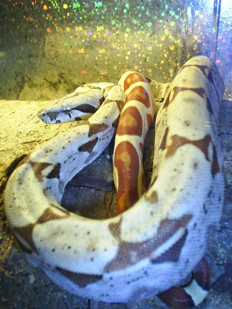 Hypo salmon x arab.
