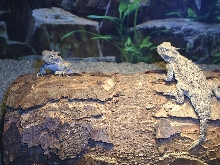 Desert horned lizards