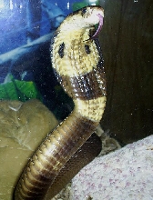 Female N. kaouthia