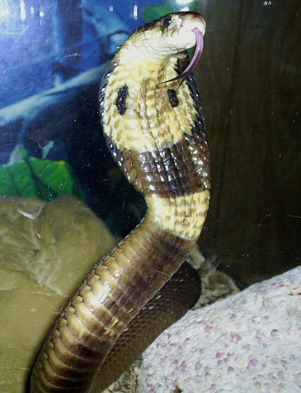 Female N. kaouthia