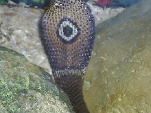 Female monocle