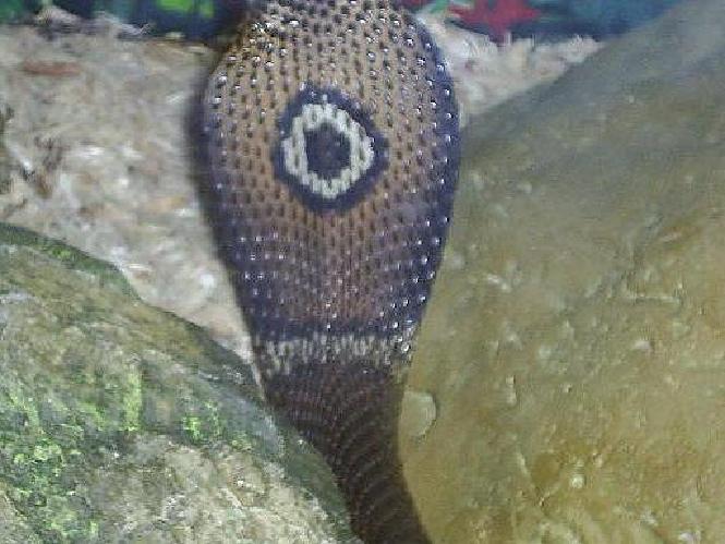 Female monocle