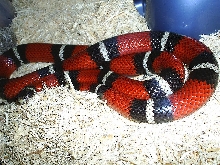 Nelson female