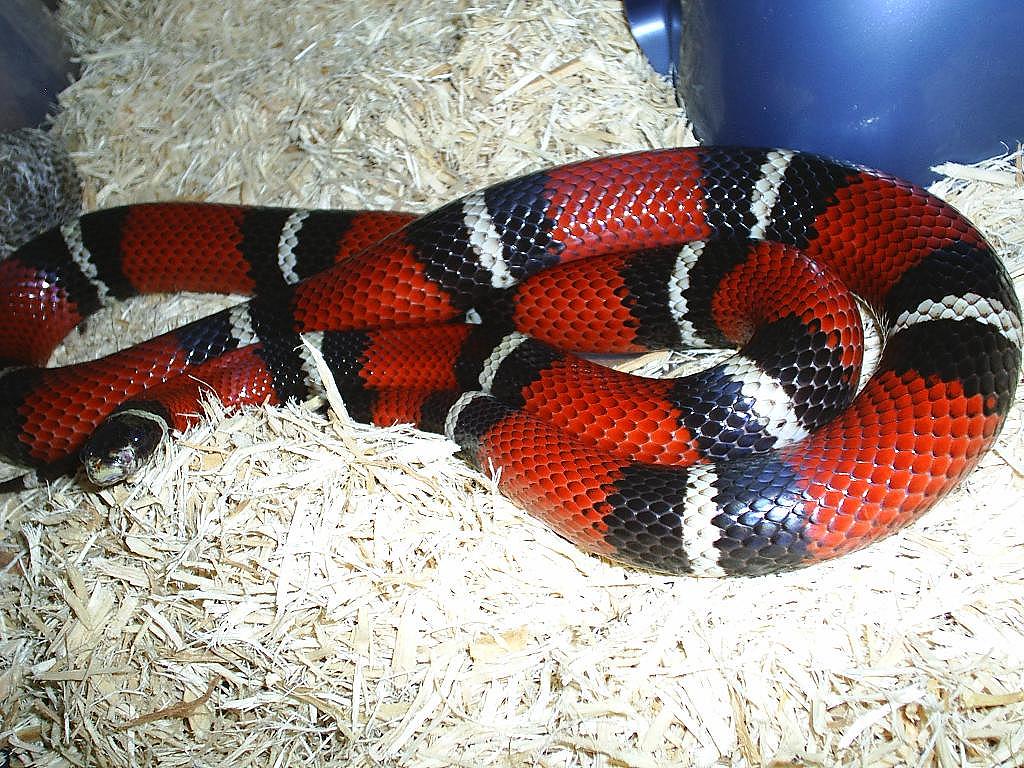 Nelson female