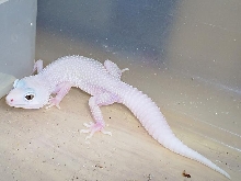 Blazzing snow blizzard leopard gecko