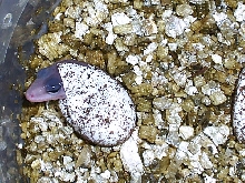 Super snow blizzard hatching