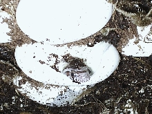 Cornsnake hatching