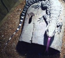 Argentine black and white tegu