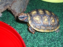 Hatchling redfoot tortoise