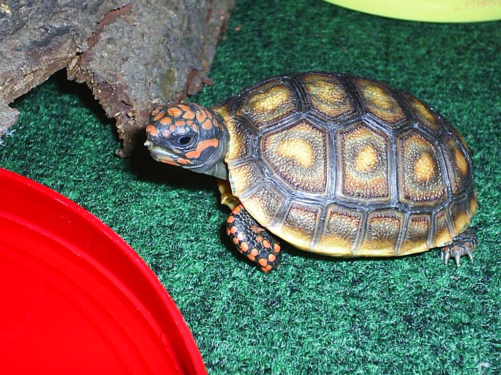 Hatchling redfoot tortoise