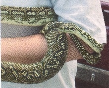 3yr old Pure Diamond Female