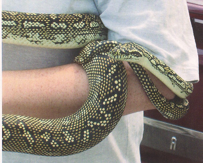 3yr old Pure Diamond Female
