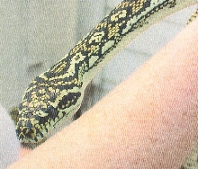 3yr old Diamond Female