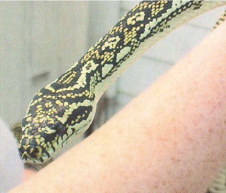 3yr old Diamond Female
