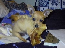 Ginger with her pig ear