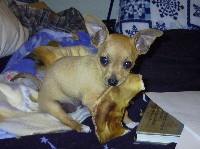 Ginger with her pig ear