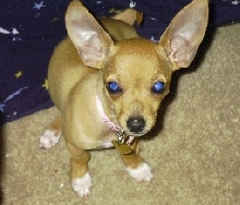 Ginger at 16 weeks