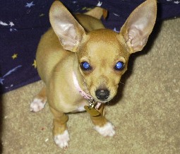 Ginger at 16 weeks