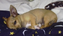 Ginger trying to sleep