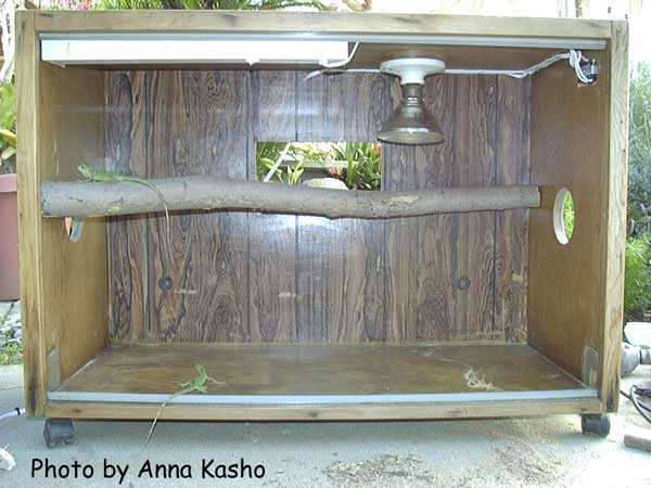 iguana cage