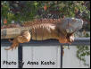 Guy basking