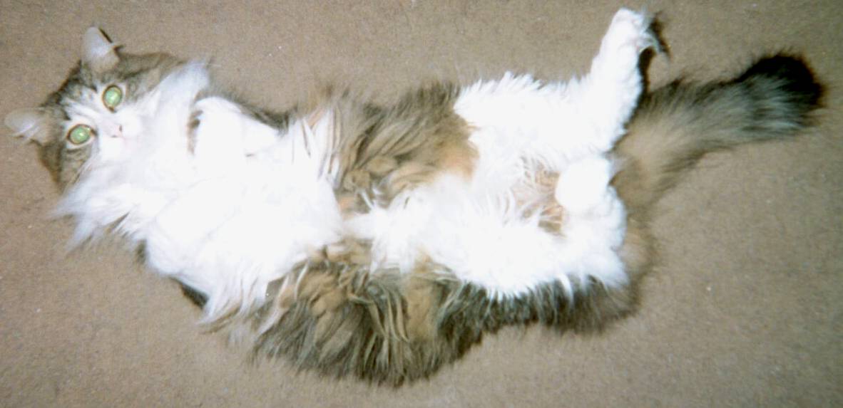 Xena setting a "tummy trap"