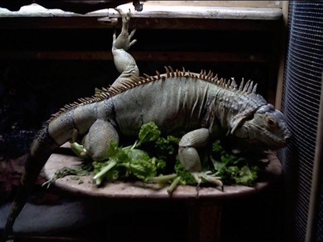 My food