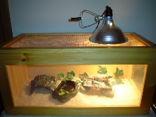 uromastyx cage