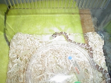 Ghost Corn