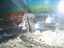 Ghost Corn being curious