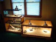 Uromastyx cage and Corn snake cages