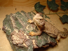 My Uromastyx
