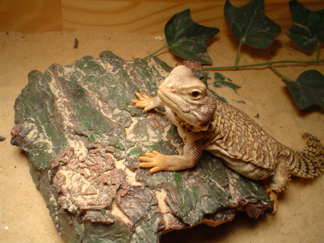 My Uromastyx