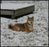 Mikito in Snow