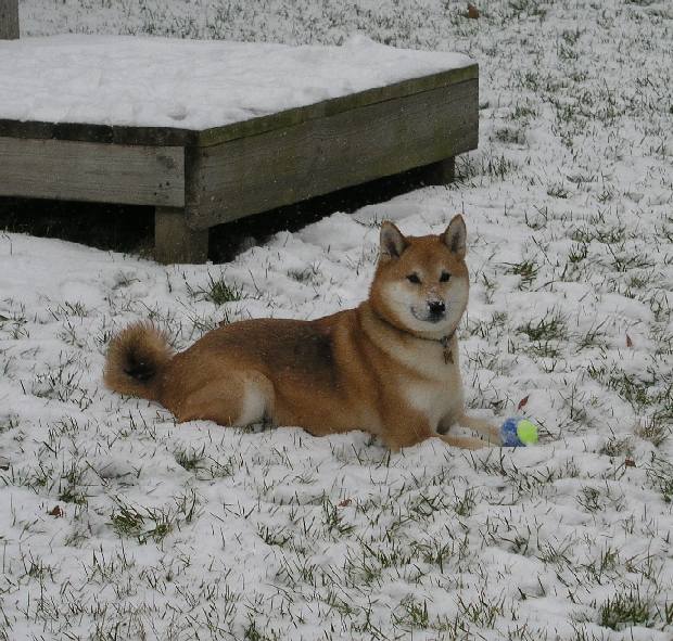 Mikito in Snow