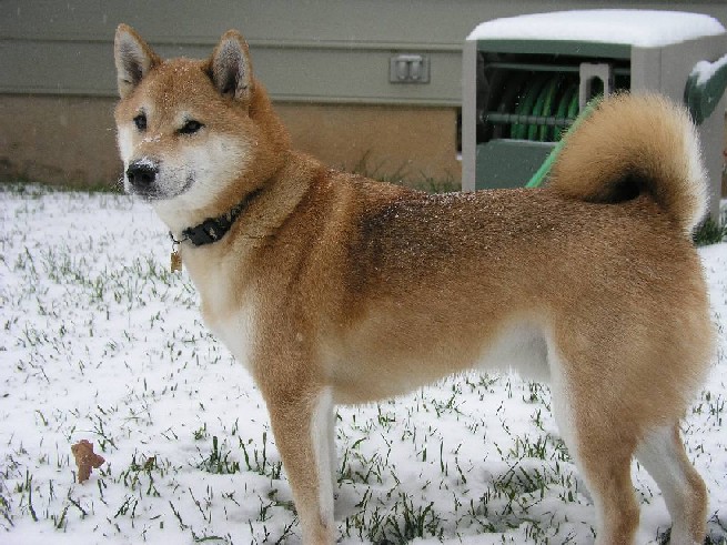 Mikito snow 2