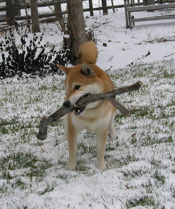 Mikito with stick